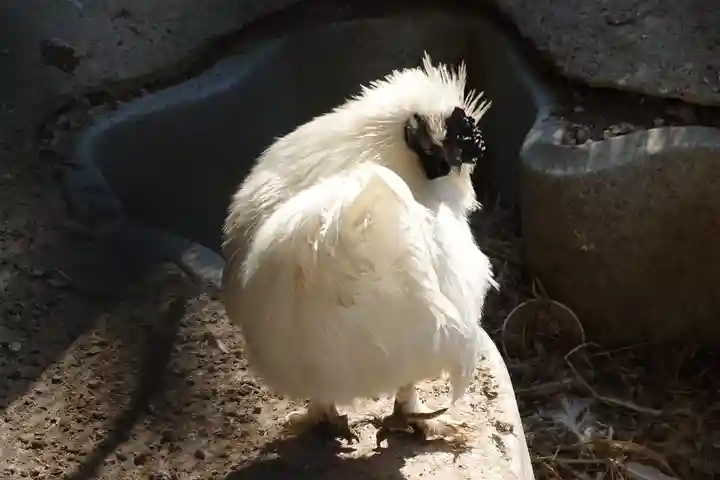 丹生川上神社(下社)の動物