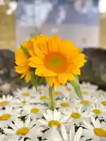 伊達神社(北海道)