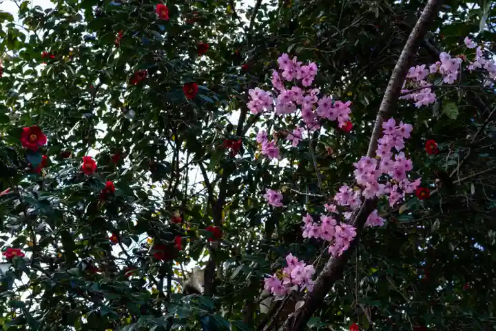平野神社(京都府)