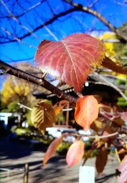 鳩森八幡神社(東京都)