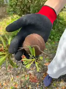 總社 和田八幡宮(福井県)(2025年06月08日(日) 21時05分40秒投稿)