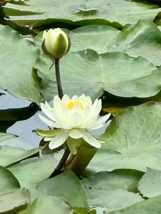 勧修寺(京都府)