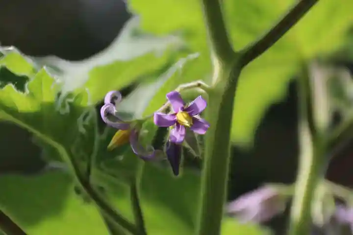阿久津「田村神社」(郡山市阿久津町)旧社名:伊豆箱根三嶋三社の庭園