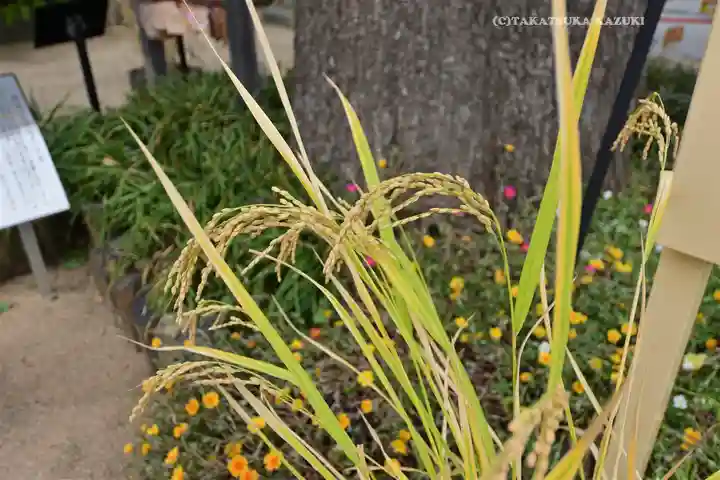 川越八幡宮(埼玉県)