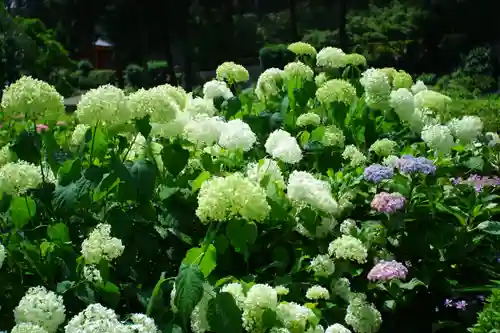 三室戸寺(京都府)