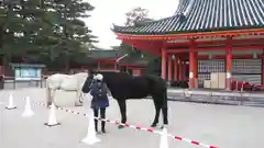 平安神宮の動物