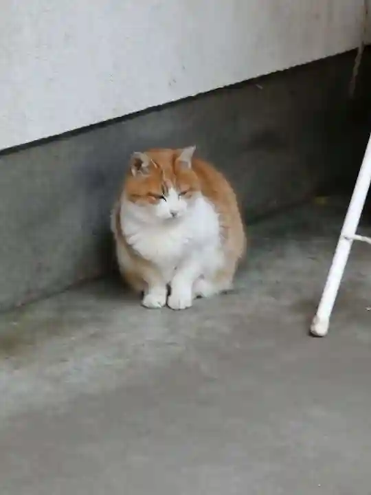 間々田八幡宮の動物