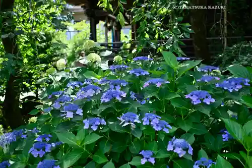 桜神宮(東京都)