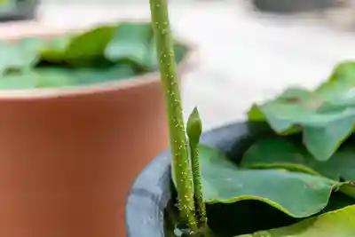 大久寺(神奈川県)