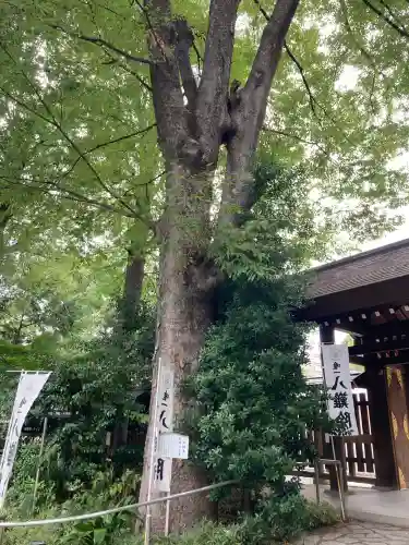 阿佐ヶ谷神明宮(東京都)