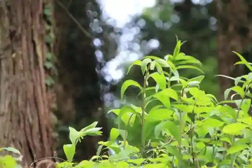 鹿島大神宮の自然