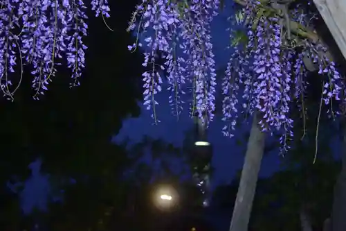 亀戸天神社(東京都)