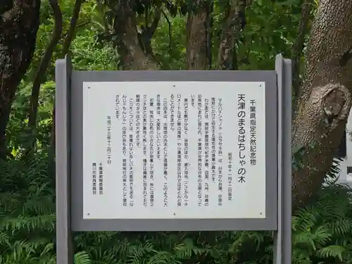 天津神明宮(千葉県)