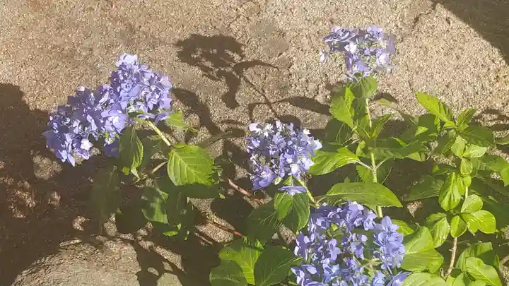 櫛田神社の自然