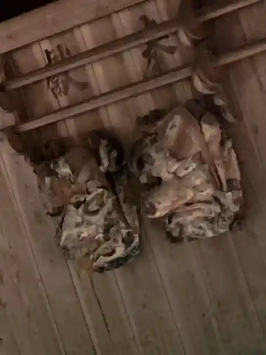 洲原神社(岐阜県)