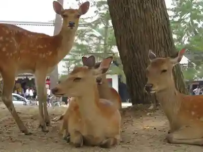 興福寺(奈良県)