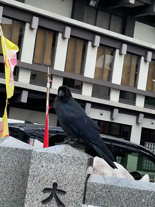 成田山札幌別院新栄寺の動物