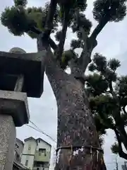 長曽根神社の自然