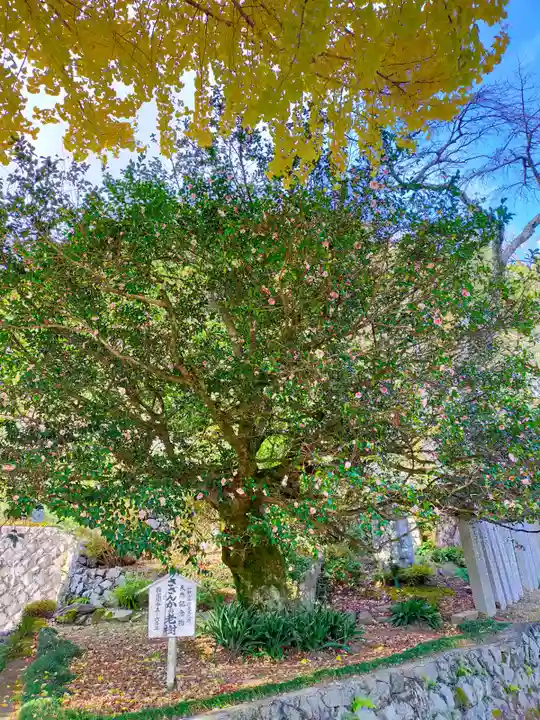 堀越癪観音(和歌山県)