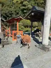 飽波神社の狛犬