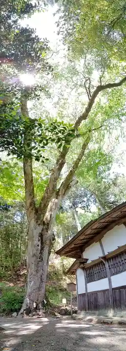 丹生川上神社(下社)の自然