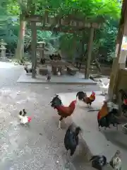 石上神宮の動物