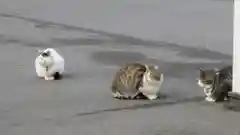 御誕生寺（猫寺）の動物