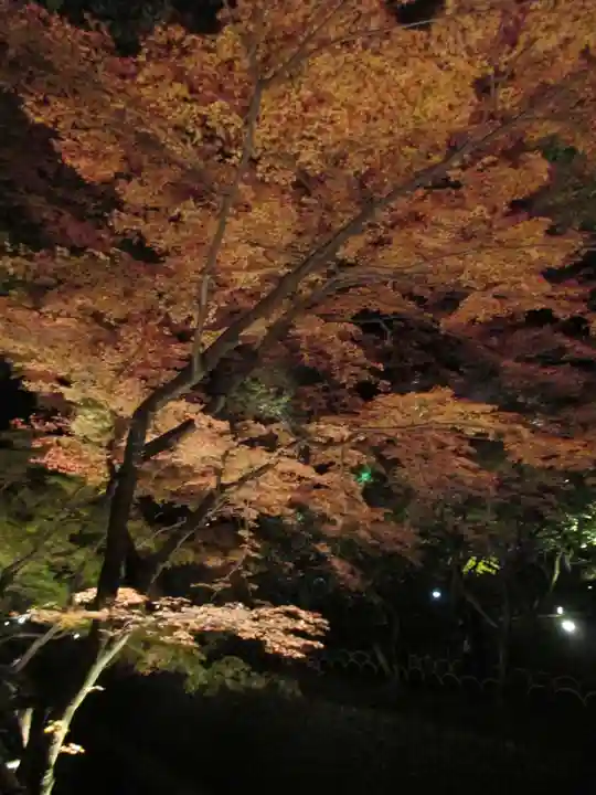 北野天満宮の自然