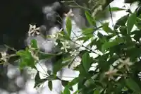 鹿島大神宮の自然