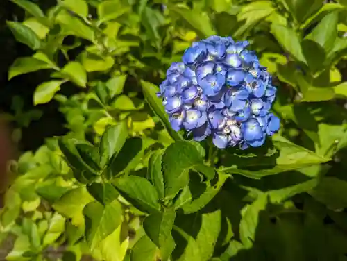 法金剛院(京都府)