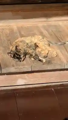 十輪寺(京都府)