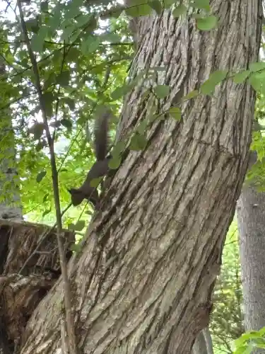 三吉神社（置戸神社境内社）(北海道)