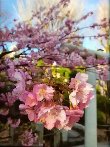 鳩森八幡神社の自然