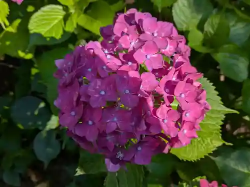 本土寺(千葉県)