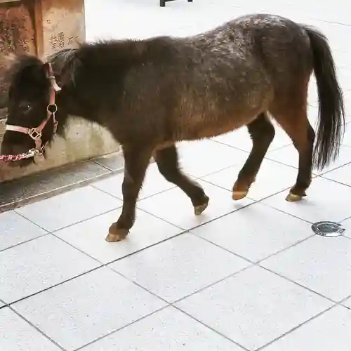 神田神社（神田明神）の動物