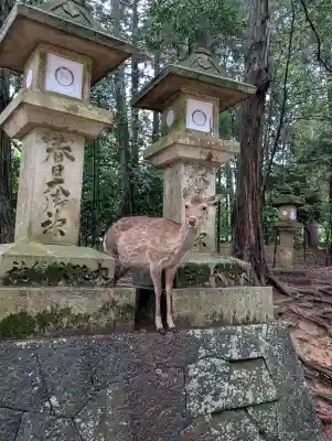 春日大社の{uncategorized: "未分類", other: "その他", undefined: "問題あり", building: "その他建物", grave: "お墓", sacred_gate: "鳥居", guardian: "狛犬", statue: "像", buddha: "仏像", history: "歴史", nature: "自然", garden: "庭園", animal: "動物", pagoda: "塔", temizu: "手水舎", mountain_gate: "山門・神門", sanctuary: "本殿・本堂", subordinate: "末社・摂社", art: "芸術", scenery: "景色", jizo: "地蔵", ema: "絵馬", goshuin: "御朱印", omikuji: "おみくじ", items: "授与品その他", amulet: "お守り", goshuincho: "御朱印帳", eats: "食事", festival: "お祭り", votive_dance: "神楽", shichigosan: "七五三参", wedding: "結婚式", experience: "体験その他", initially: "初詣", around: "周辺", anti_infection: "感染症対策"}