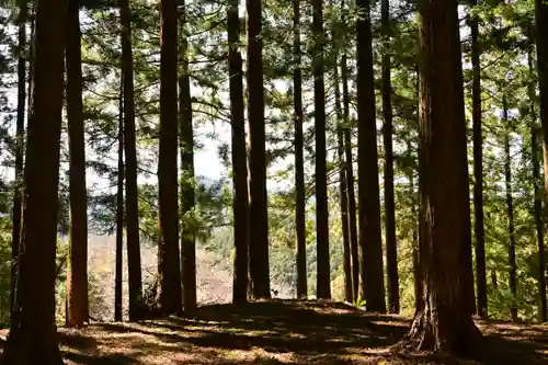 三所神社（桑の川の大杉）(高知県)
