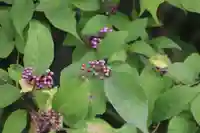 阿久津「田村神社」(郡山市阿久津町)旧社名:伊豆箱根三嶋三社の自然