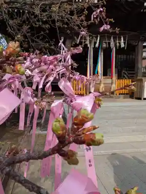 桜神宮(東京都)
