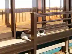 唐澤山神社の動物