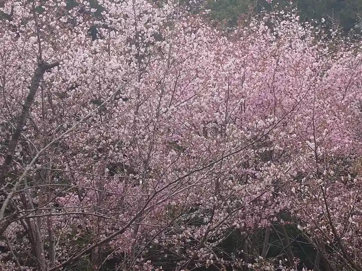 北海道神宮の自然