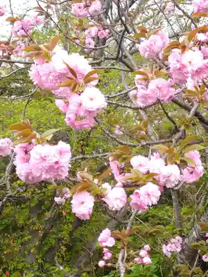 和霊神社の自然