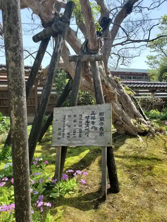 正福寺の自然