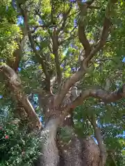 日々神社の自然