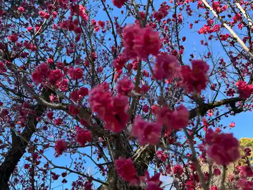 賀茂別雷神社(栃木県)