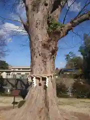 素鵞神社の自然