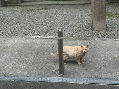 赤留比売命神社（杭全神社飛地境内社）の{uncategorized: "未分類", other: "その他", undefined: "問題あり", building: "その他建物", grave: "お墓", sacred_gate: "鳥居", guardian: "狛犬", statue: "像", buddha: "仏像", history: "歴史", nature: "自然", garden: "庭園", animal: "動物", pagoda: "塔", temizu: "手水舎", mountain_gate: "山門・神門", sanctuary: "本殿・本堂", subordinate: "末社・摂社", art: "芸術", scenery: "景色", jizo: "地蔵", ema: "絵馬", goshuin: "御朱印", omikuji: "おみくじ", items: "授与品その他", amulet: "お守り", goshuincho: "御朱印帳", eats: "食事", festival: "お祭り", votive_dance: "神楽", shichigosan: "七五三参", wedding: "結婚式", experience: "体験その他", initially: "初詣", around: "周辺", anti_infection: "感染症対策"}