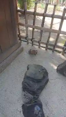 富部神社の狛犬