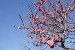 亀戸天神社の自然