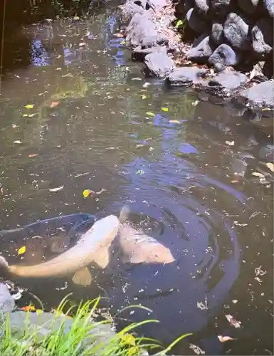 玉村八幡宮(群馬県)